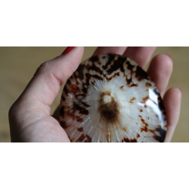 Coquillage d’allaitement